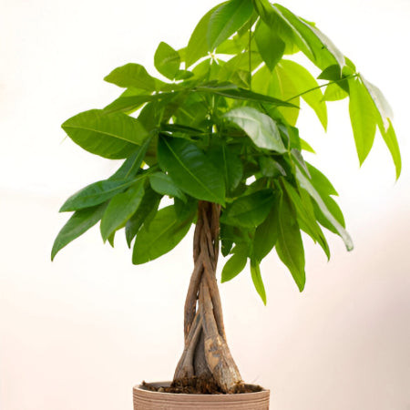 Money Tree (Pachira aquatica) with braided trunk and palmate leaves, a symbolic and cat-safe houseplant.