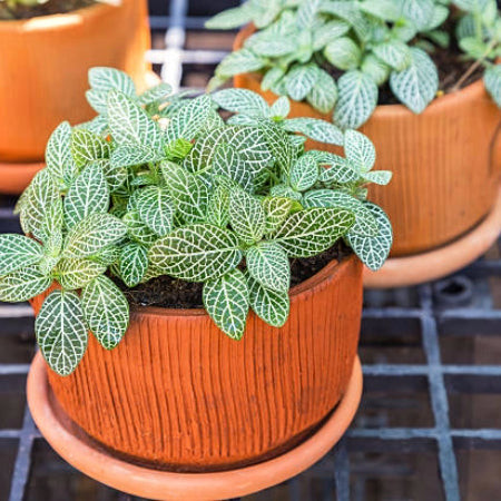 Mosaic Plant (Fittonia albivenis) with striking white-veined leaves, a humidity-loving and cat-safe foliage plant.