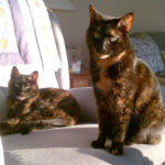 A beautiful tortoiseshell cat with striking colors