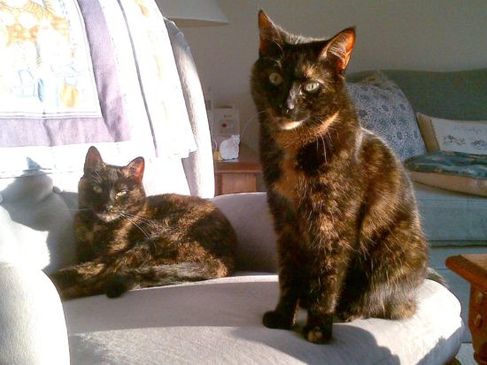 A beautiful tortoiseshell cat with striking colors