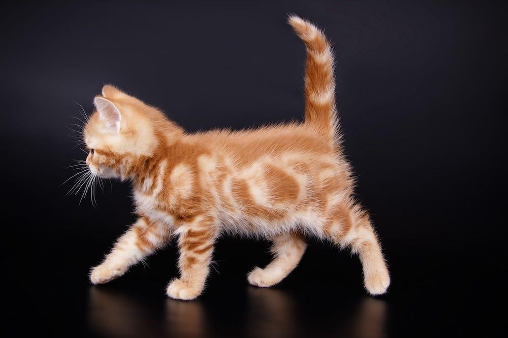 A classic orange tabby kitten with swirling patterns