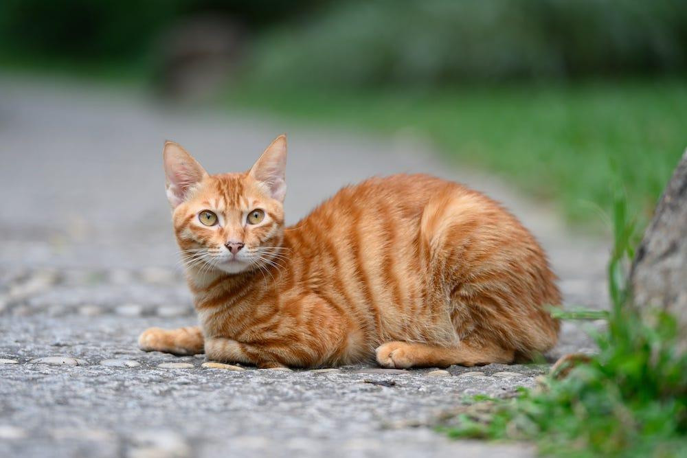 A mackerel orange tabby cat showing distinctive stripes