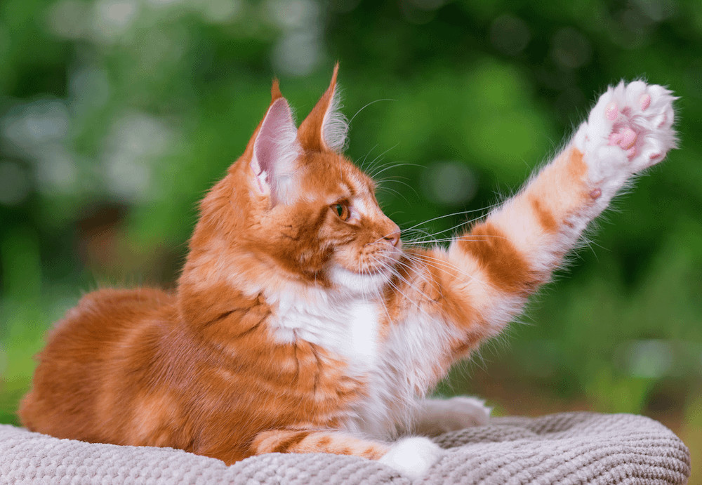 A Maine Coon orange tabby cat with a majestic and playful look
