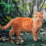 A ginger tabby cat leisurely lounging outdoors