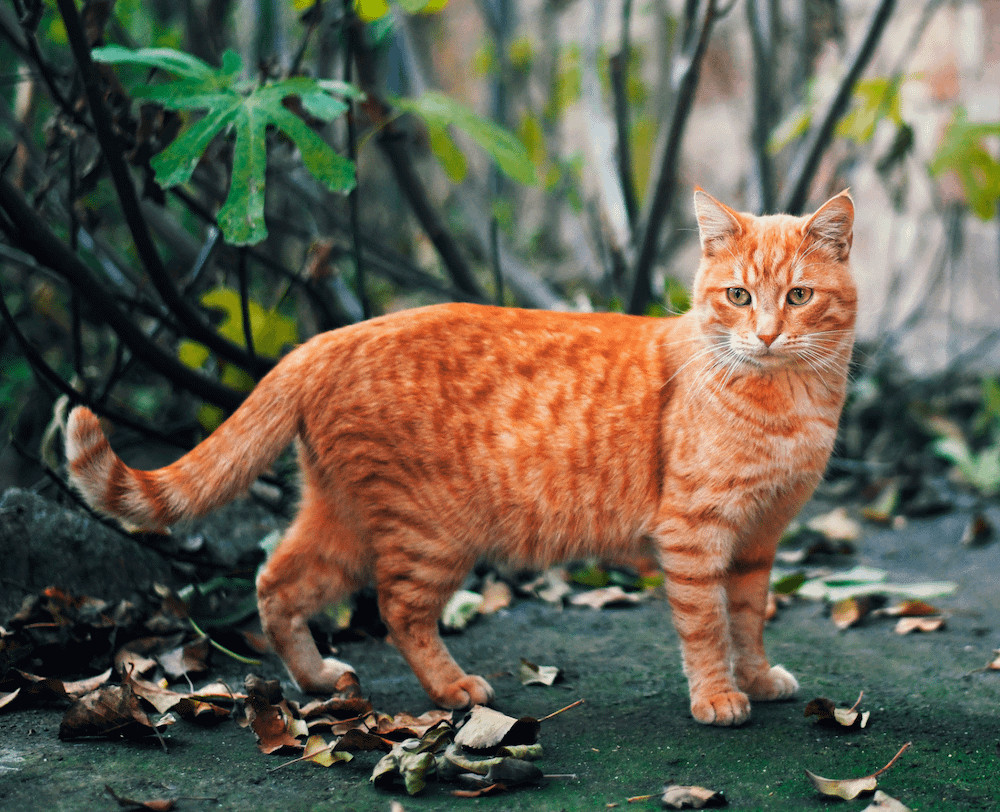 A ginger tabby cat leisurely lounging outdoors