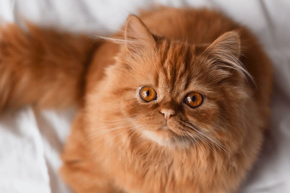 A fluffy orange tabby Persian cat with a gentle expression