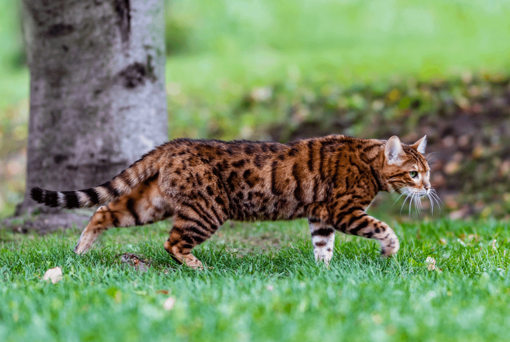 A spotted orange tabby Bengal cat with leopard-like spots