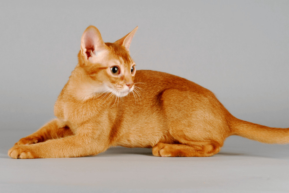 A ticked orange tabby Abyssinian cat with a salt-and-pepper coat