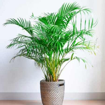 Parlor Palm (Chamaedorea elegans) in a bright indoor setting, a low-maintenance and cat-friendly choice.