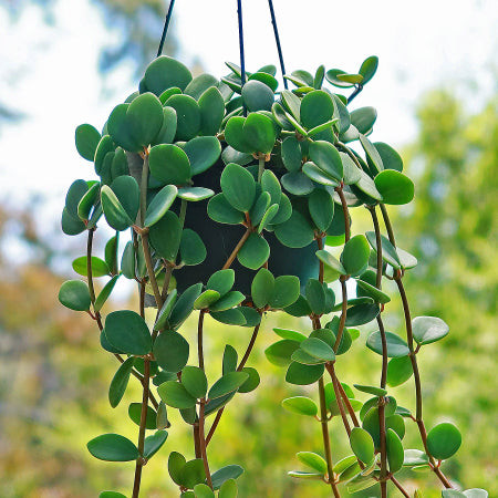 Peperomia Hope (Peperomia tetraphylla) with round, fleshy leaves, a compact and cat-safe peperomia variety.