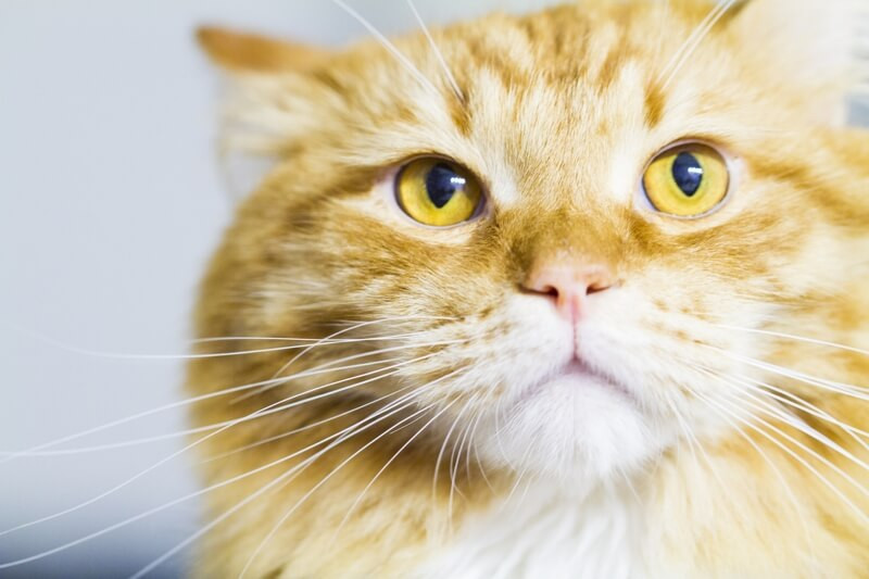 red Moscow longhair cat with gold eyes