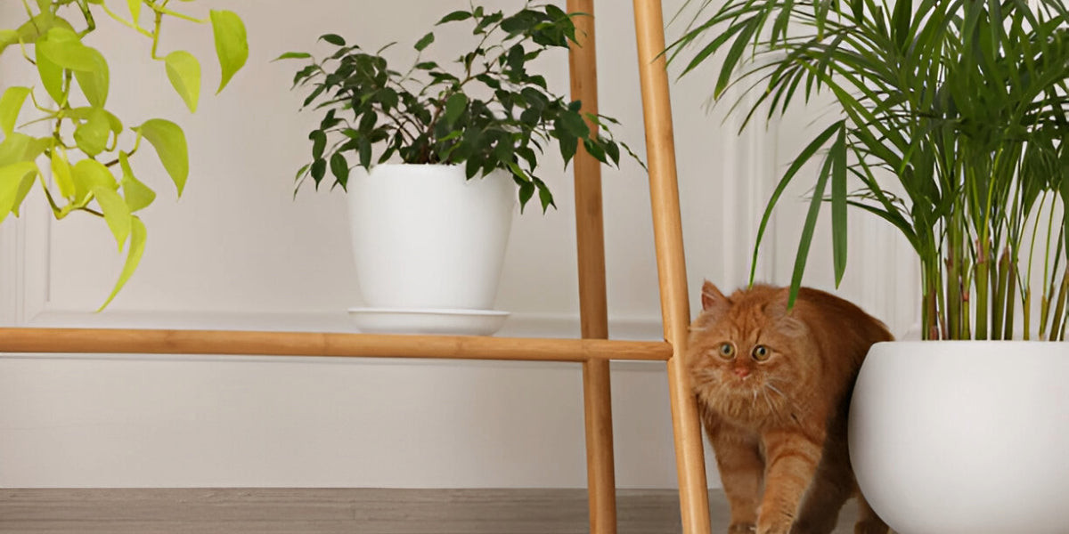 Cat looking at houseplants, emphasizing the importance of non-toxic plant choices for pet safety.