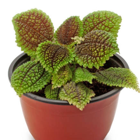 Friendship Plant (Pilea involucrata) with textured, quilted leaves, a unique and cat-safe terrarium plant.