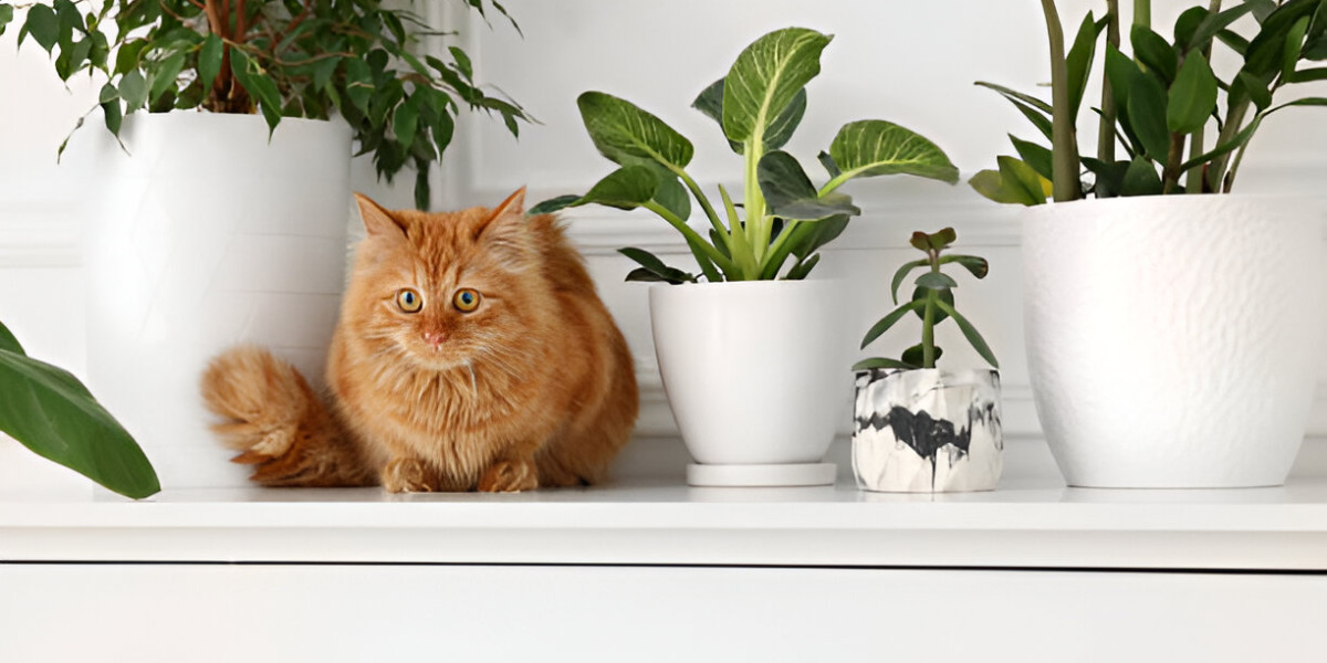 Planet Desert logo, directing readers to a source for purchasing cat-friendly plants online.