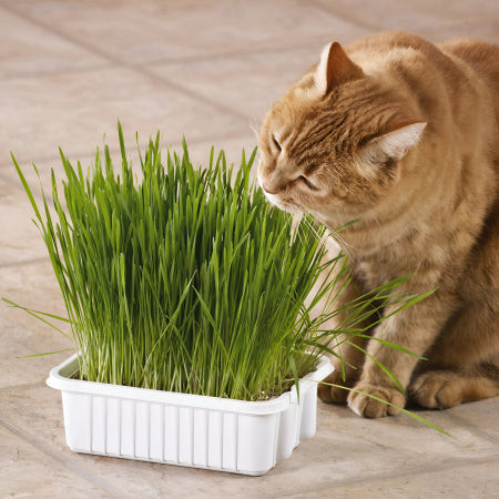 Cat Grass (Dactylis glomerata) fresh and green, a healthy and cat-safe treat for feline digestion.