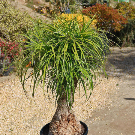 Ponytail Palm (Beaucarnea Recurvata) with its distinctive bulbous trunk and cascading fronds, a statement and cat-safe plant.