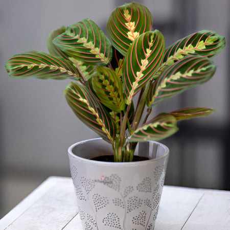 Prayer Plant (Maranta leuconeura) with patterned leaves folded upwards, a dynamic and cat-safe plant with leaf movement.