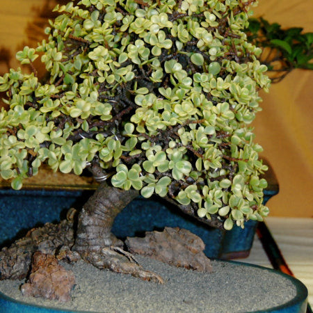 Rainbow Bush (Portulacaria afra variegata) with colorful variegated foliage, an easy-care and cat-safe succulent shrub.