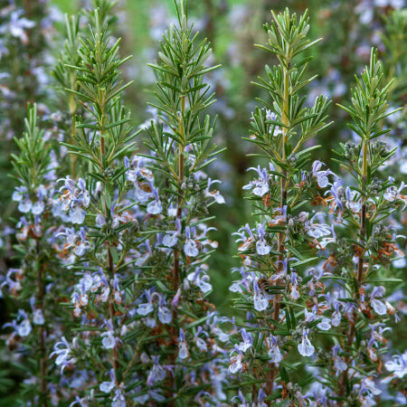 Rosemary (Salvia Rosmarinus) with needle-like leaves, an aromatic and cat-safe herb for the home.