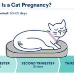 Infographic explaining the cat pregnancy duration of approximately 63-65 days or about two months, divided into three trimesters.