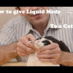 A hand gently inserting a syringe filled with liquid medication into the side of a cat's mouth.