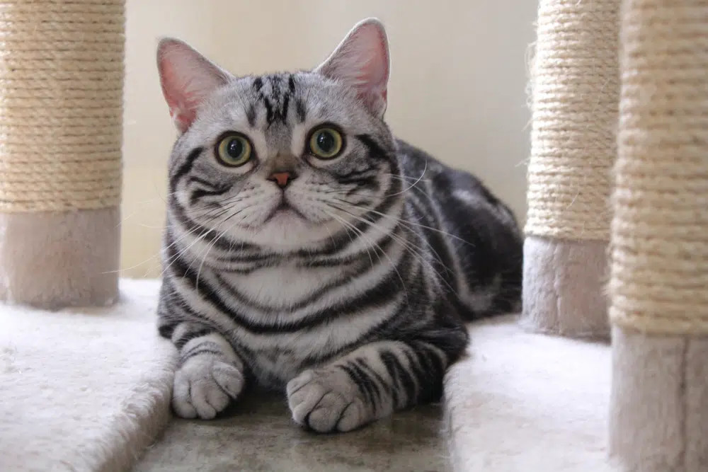 An American Shorthair cat with a classic tabby pattern, displaying the breed's robust build, sweet expression, and easy-going temperament, popular as a family-friendly short-haired cat.