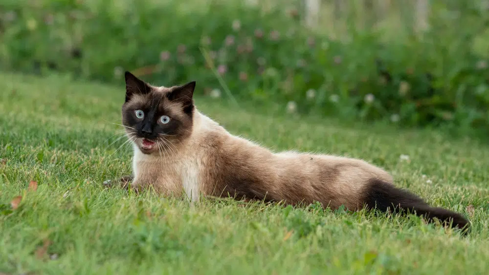 A graceful Siamese cat lounging on green grass, its cream and chocolate point short coat and striking blue almond-shaped eyes exemplify this talkative and elegant breed.