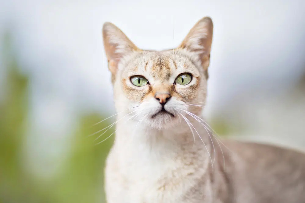 A Singapura cat in close-up, highlighting its petite size, large ears, and ticked sepia short coat, characteristic of this energetic and affectionate breed.