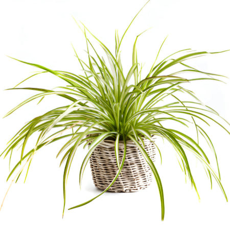 Spider Plant (Chlorophytum comosum) with its characteristic spiderettes, an air-purifying and cat-safe classic houseplant.