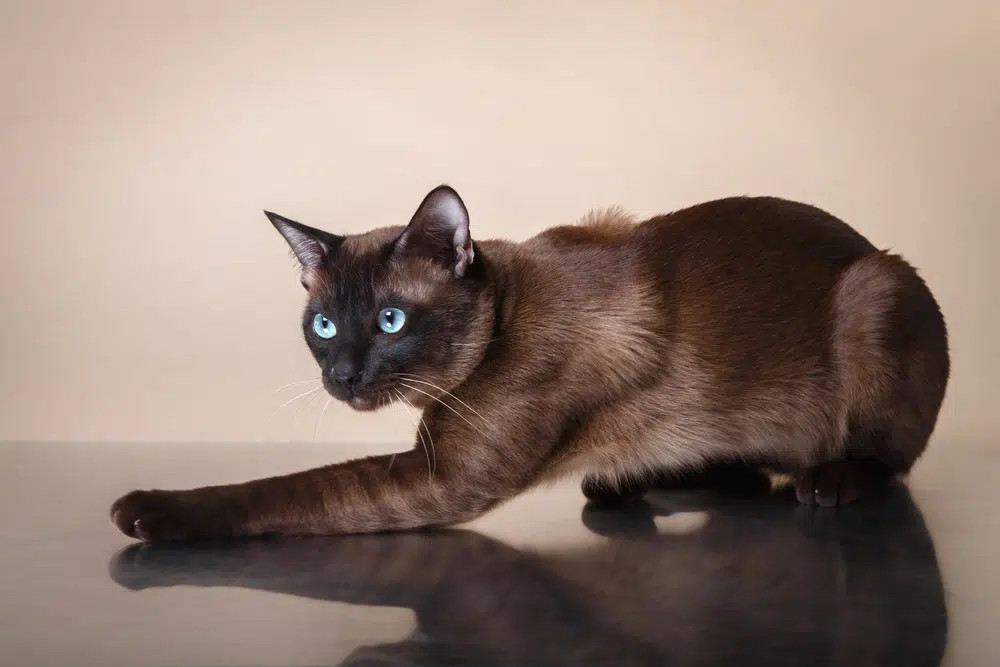 A Tonkinese cat with a mink-like short coat and striking aqua eyes, highlighting the breed's affectionate and people-oriented nature.