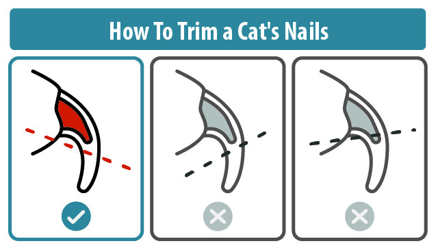 Close-up of cat nails being trimmed with pet clippers