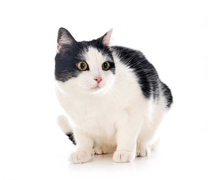 A well-balanced true bicolor cat with an even distribution of black and white patches across its body.