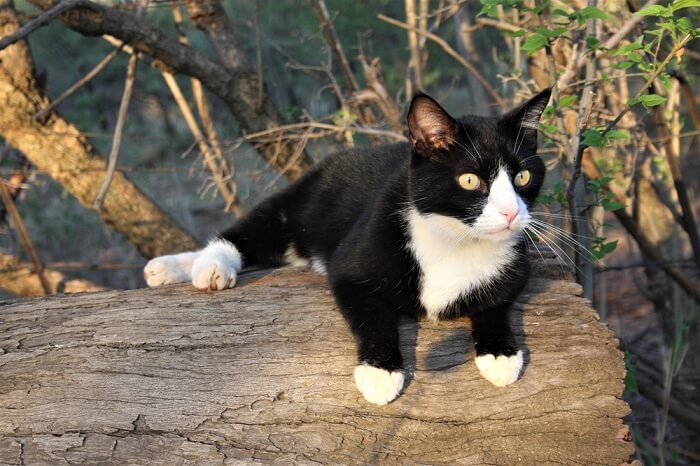 An elegant tuxedo cat in black and white, showcasing the classic formal attire pattern.