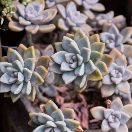 Variegated Ghost Plant (Graptopetalum Paraguayense Variegata) with pastel variegated leaves, a subtle and cat-safe succulent.