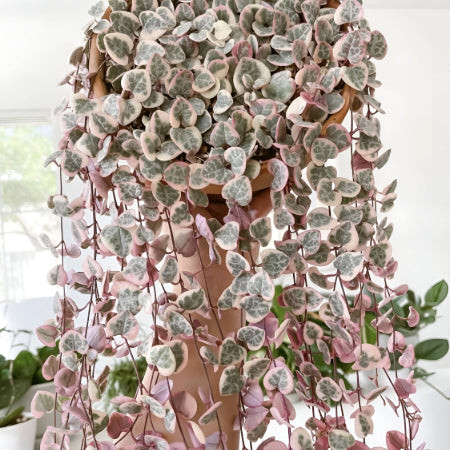 Variegated String of Hearts (Ceropegia Woodii Variegata) trailing with heart-shaped leaves, a whimsical and cat-safe hanging plant.