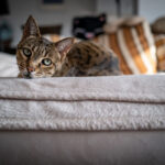 savannah cat resting on a couch with a white blanket and striped pillows