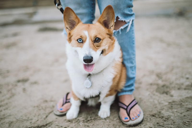 What You Need to Know About Pets and Vaccinations