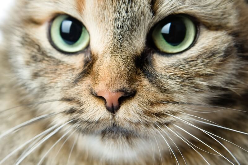 closeup of a Siberian cat with green eyes