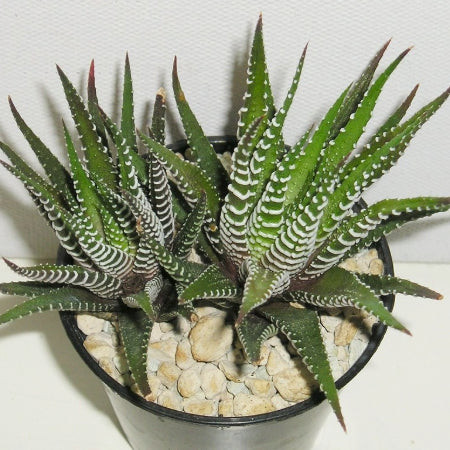 Zebra Plant (Haworthia fasciata) with striking white stripes on dark green leaves, perfect for a cat-friendly home.