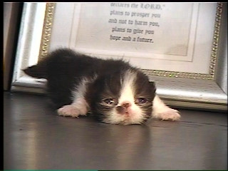 newborn persian kitten