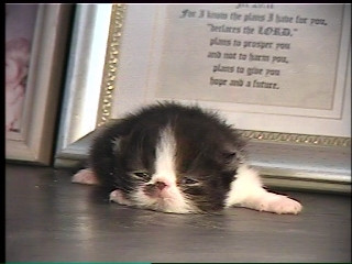 newborn persian kitten
