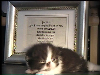 newborn persian kitten