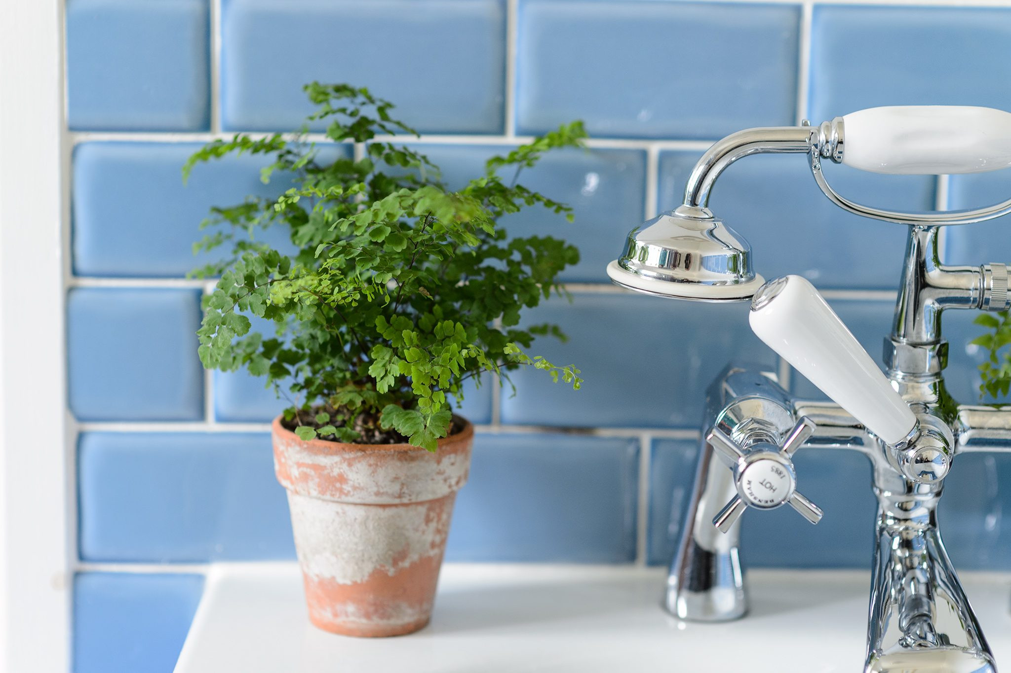 Maidenhair fern (Adiantum), a delicate and graceful cat safe fern ideal for humid environments like bathrooms.