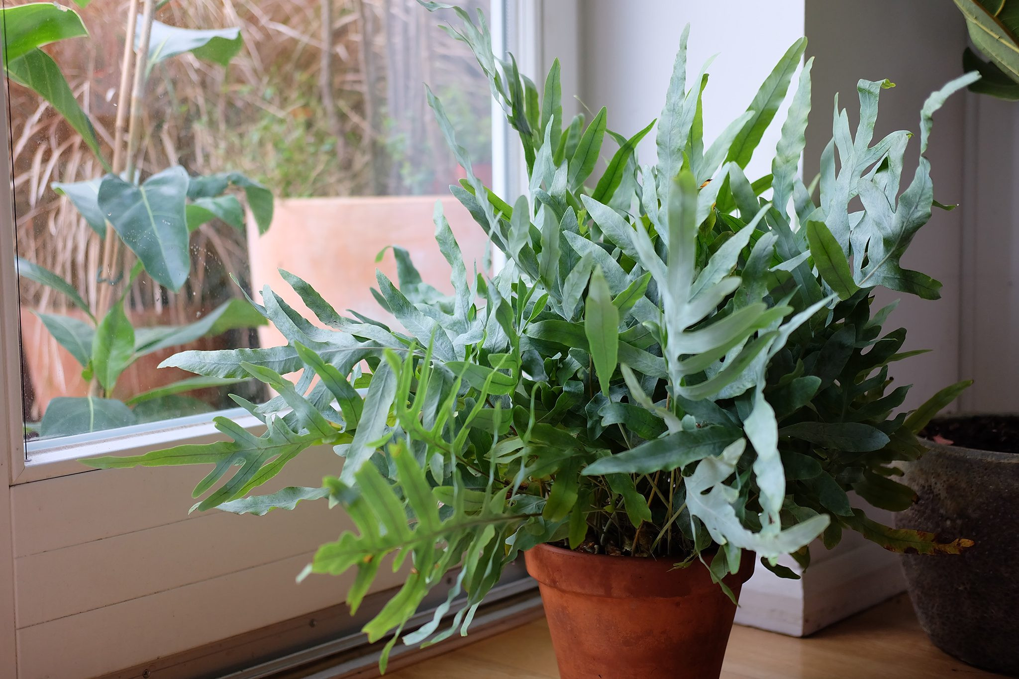 Golden polypody (Phlebodium aureum), a blue-green evergreen and cat-safe fern thriving in humid conditions.