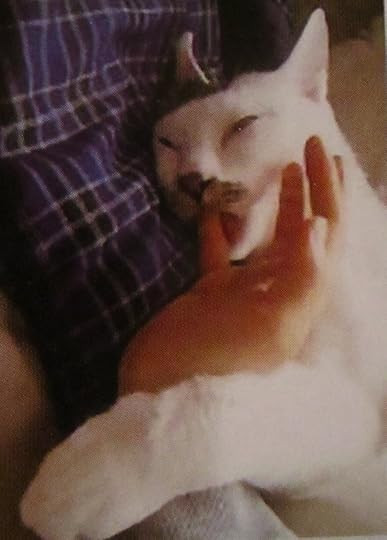 Real photo of a cat, juxtaposed with Junji Ito's manga description of a &quot;weird, accursed&quot; cat