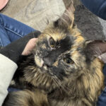 Poppy, a petite tortoiseshell cat with long hair, looking playful and cuddly.