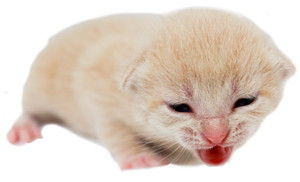 Denby at two weeks old, demonstrating increased awareness and interaction with surroundings.