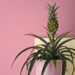 Pineapple plant (Ananas comosus), a cat safe houseplant with sword-like leaves and a central pineapple fruit.