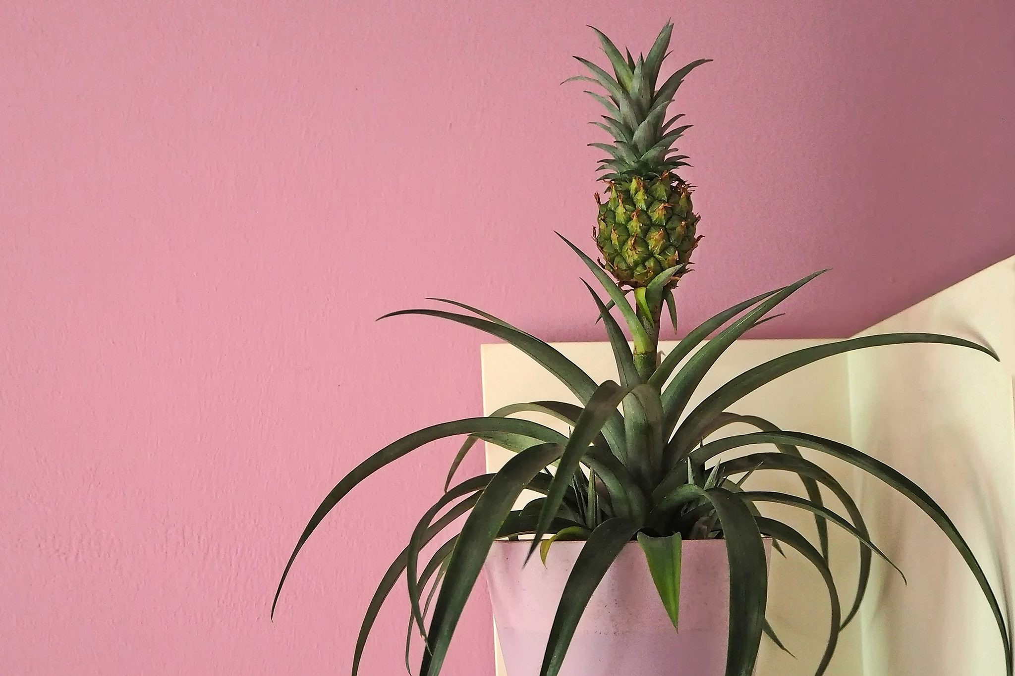 Pineapple plant (Ananas comosus), a cat safe houseplant with sword-like leaves and a central pineapple fruit.