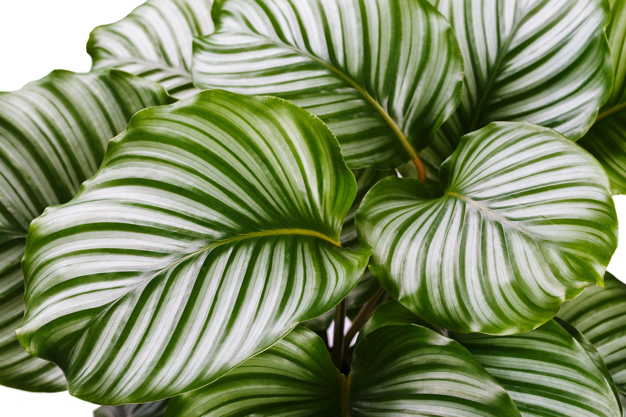 Calathea orbifolia, a prayer plant known for its striking striped leaves and cat-safe properties.